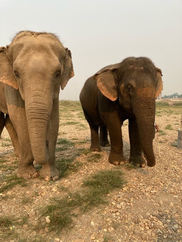 Picture of two elephants